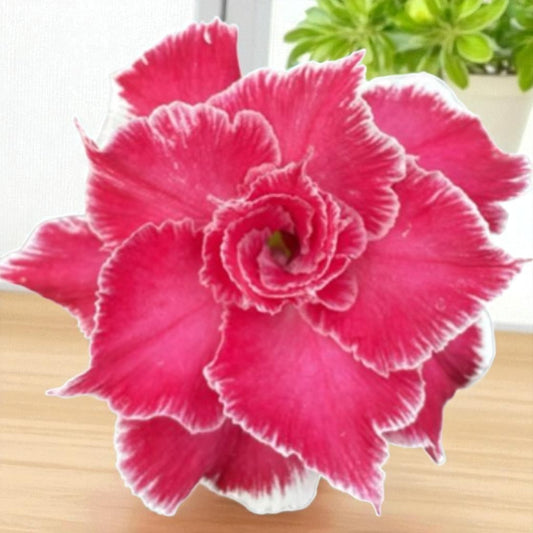 Adenium R433