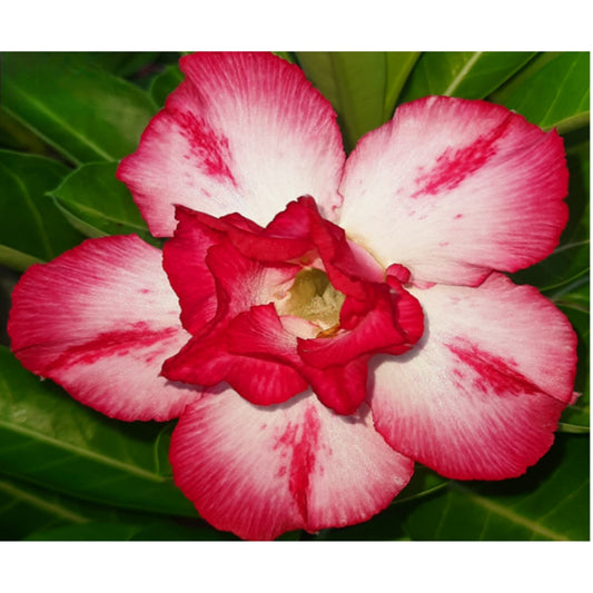 Adenium R44