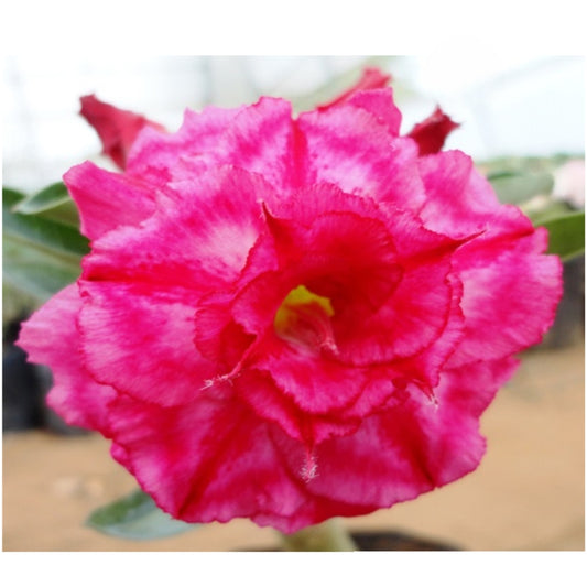 Adenium R45