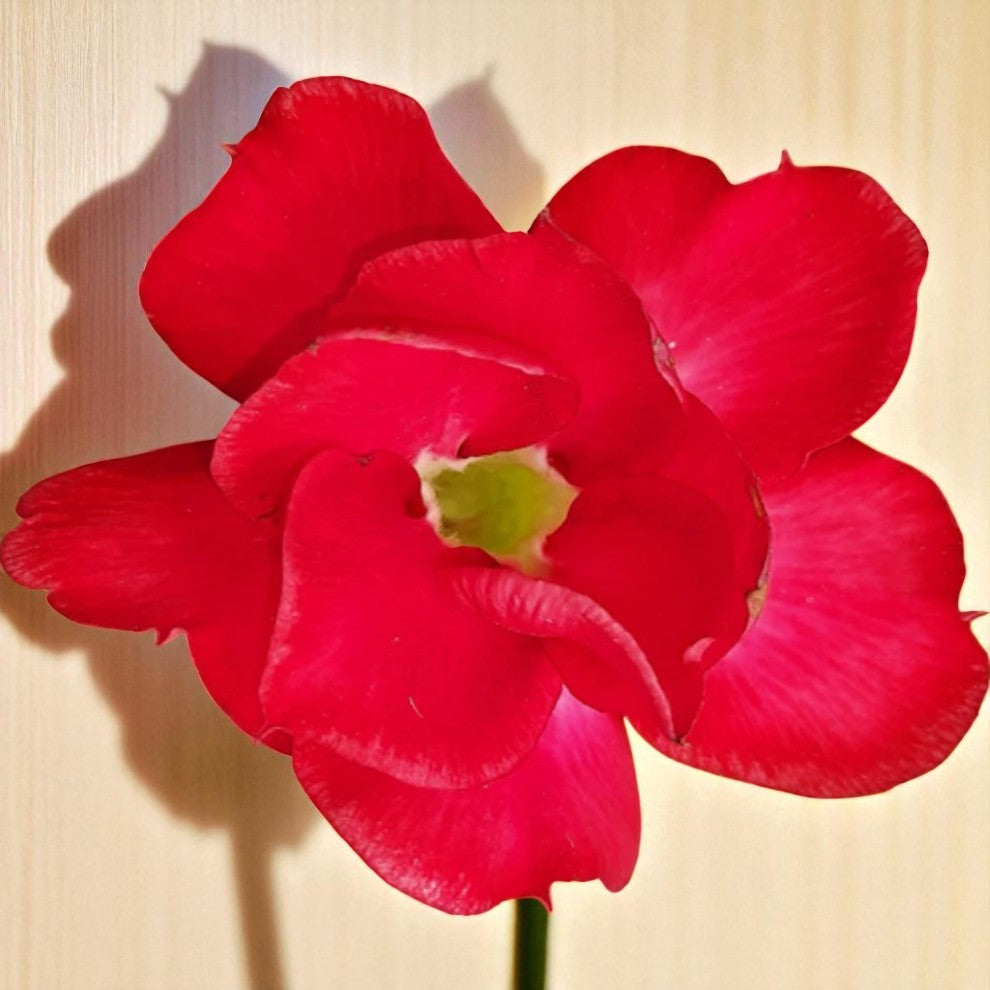 Adenium R3