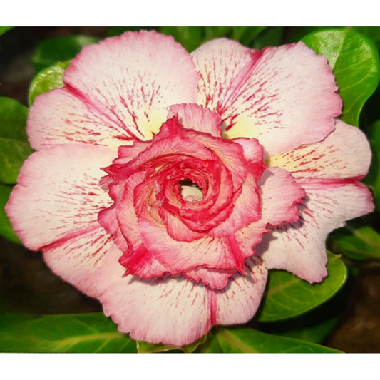 Adenium R47
