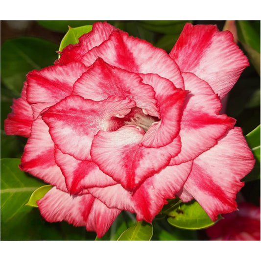 Adenium R48