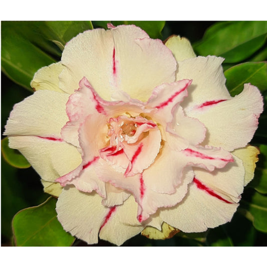 Adenium R49