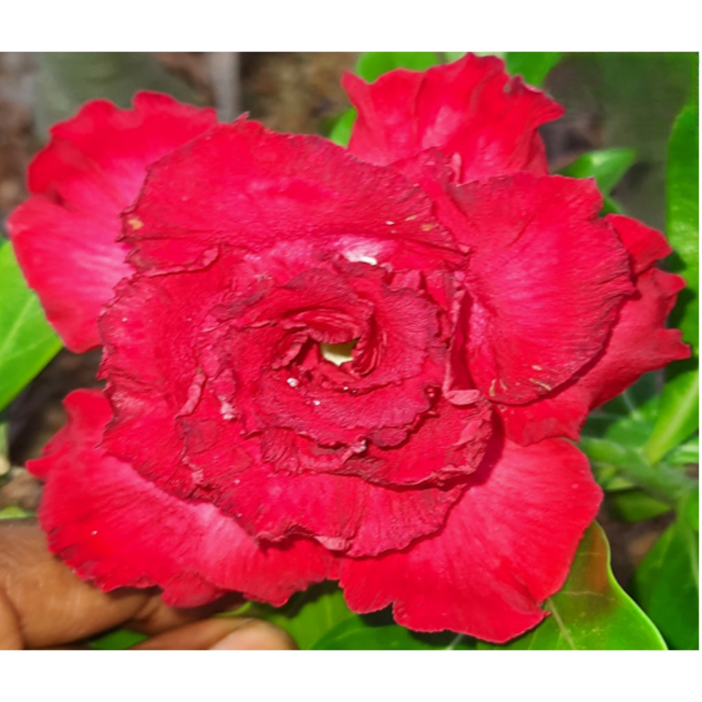 Adenium R43