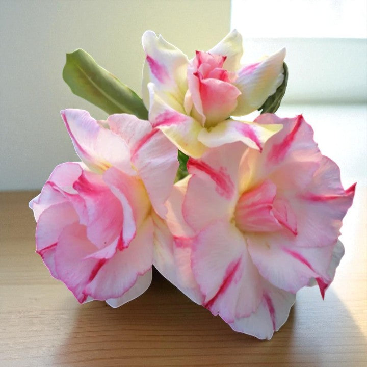 Adenium R5