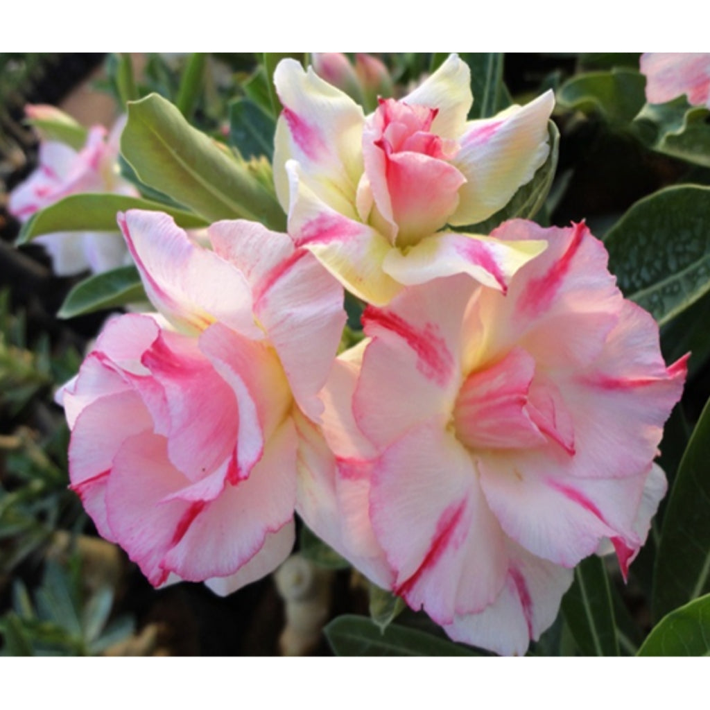 Adenium R5