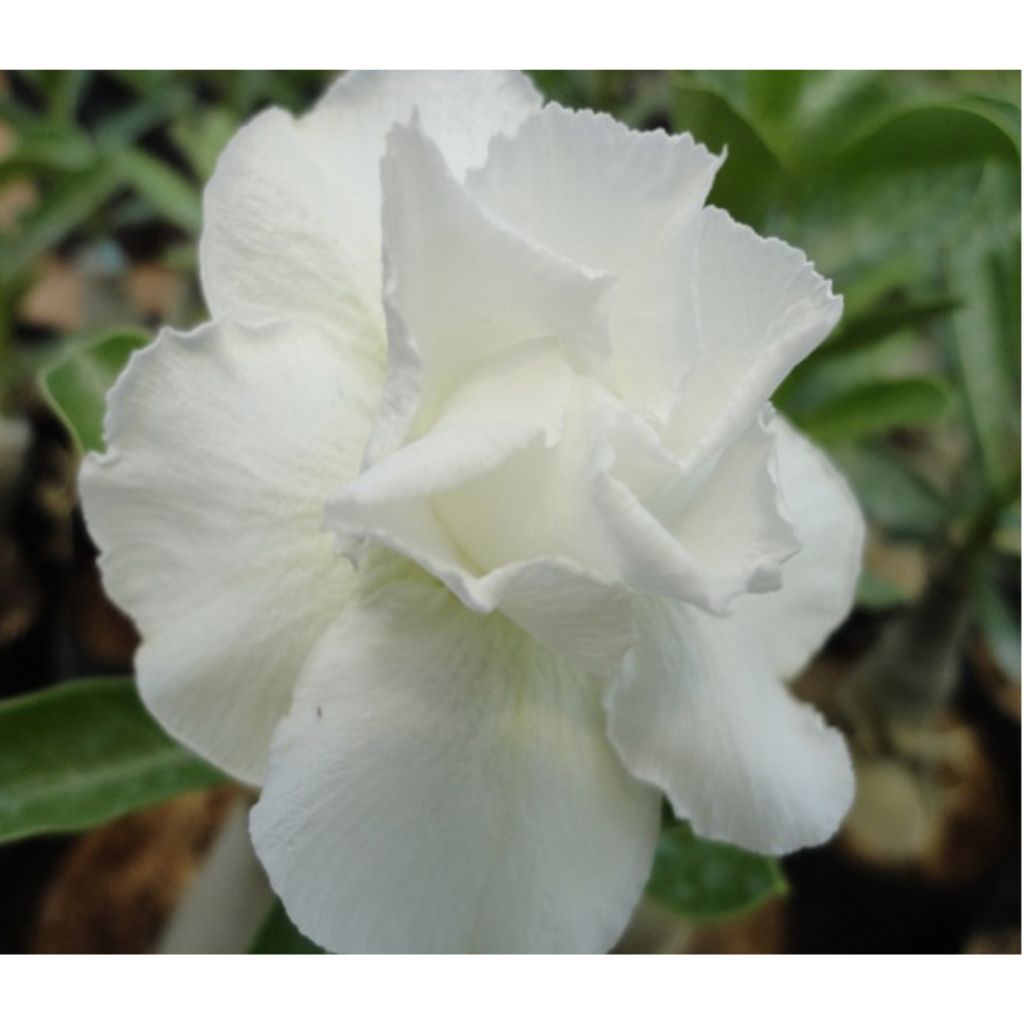 Adenium R51