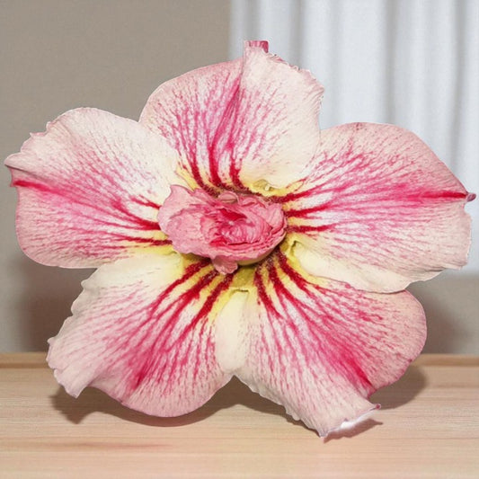 Adenium R53