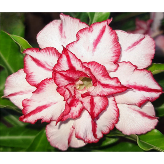 Adenium R54