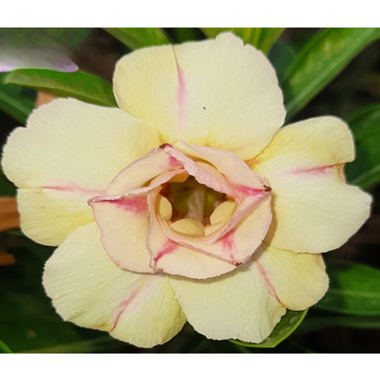 Adenium R55