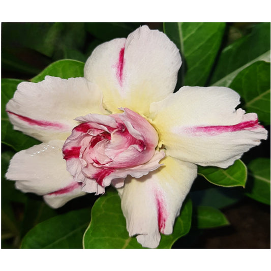 Adenium R58