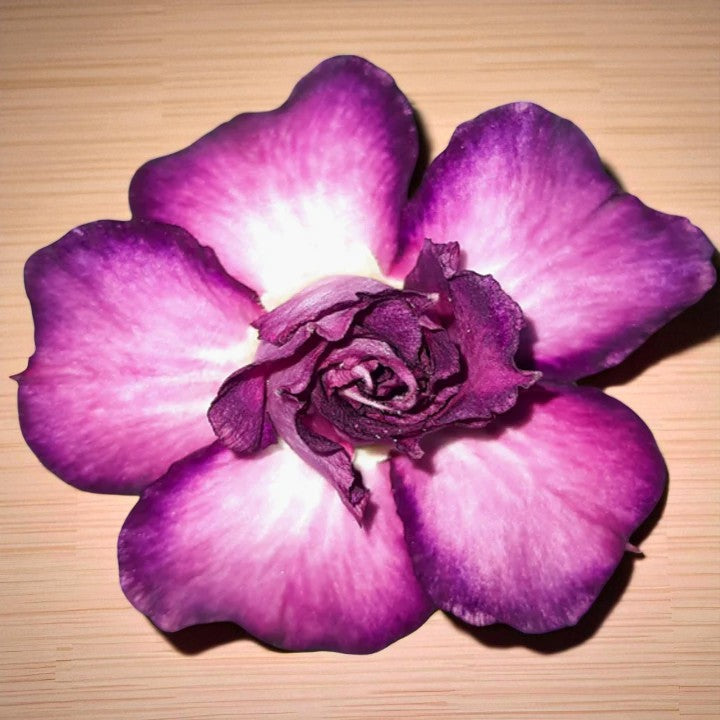 Adenium R59