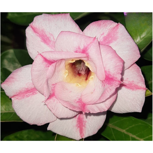 Adenium R60