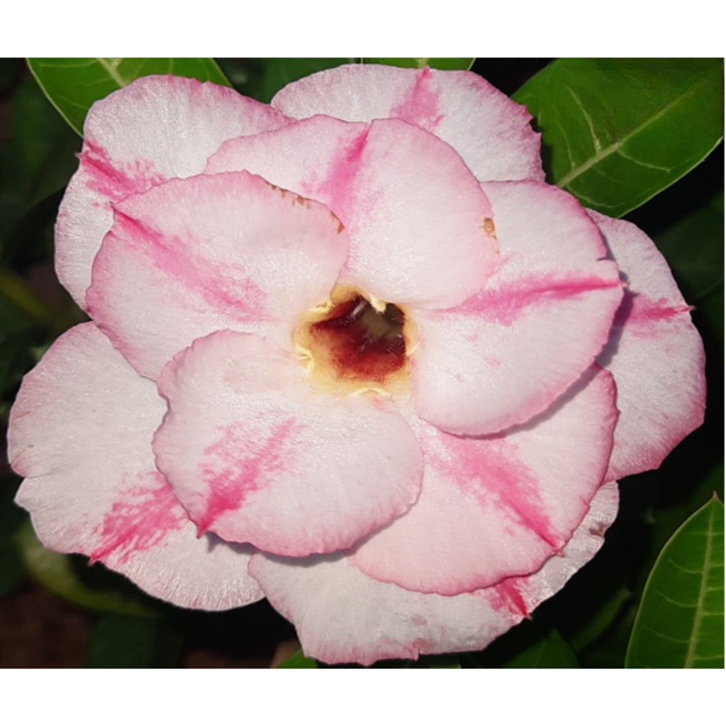 Adenium R61