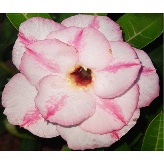 Adenium R61