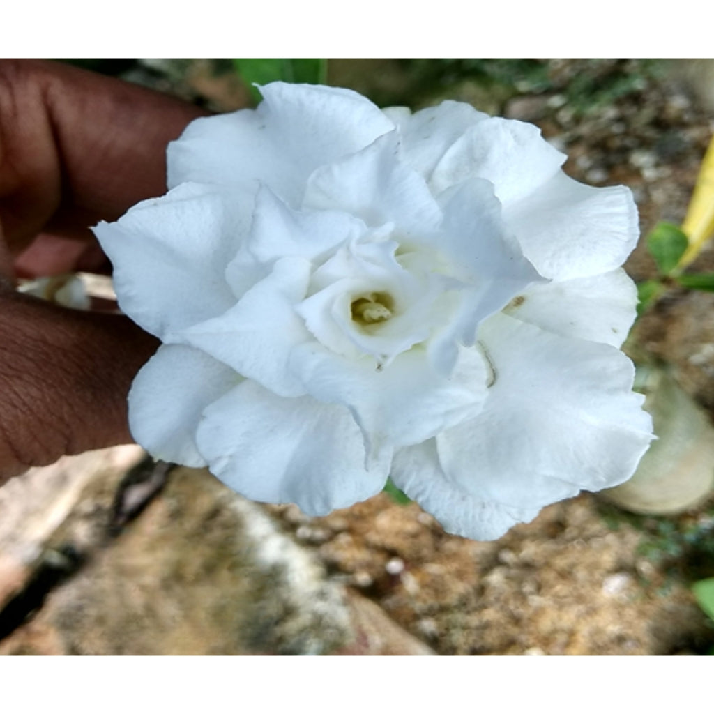 Adenium R62