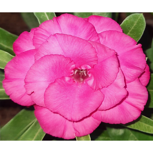 Adenium R63