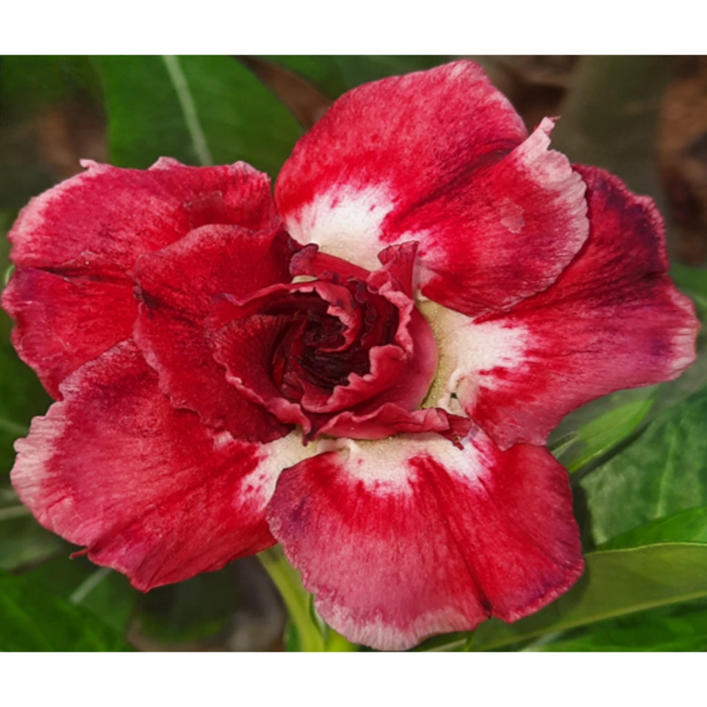Adenium R65