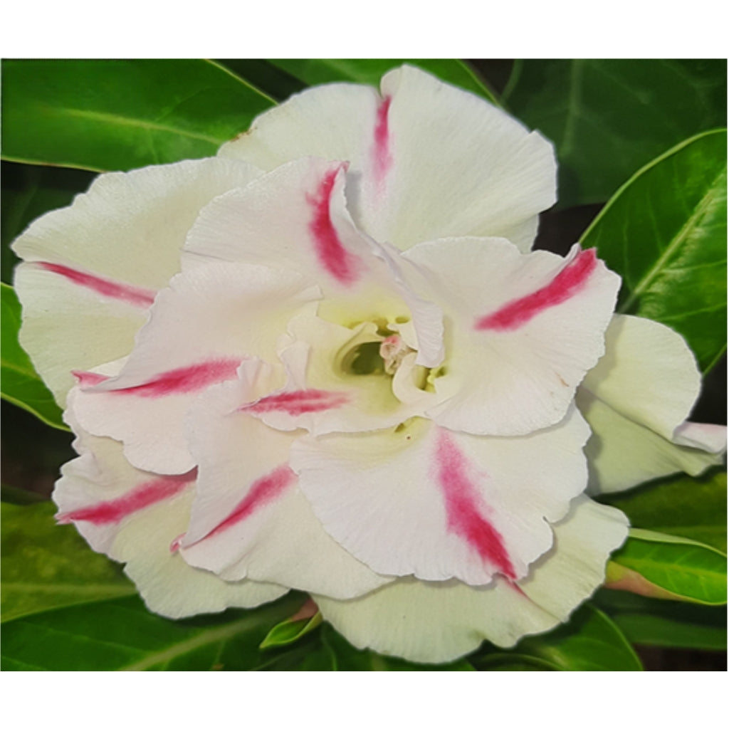 Adenium R66