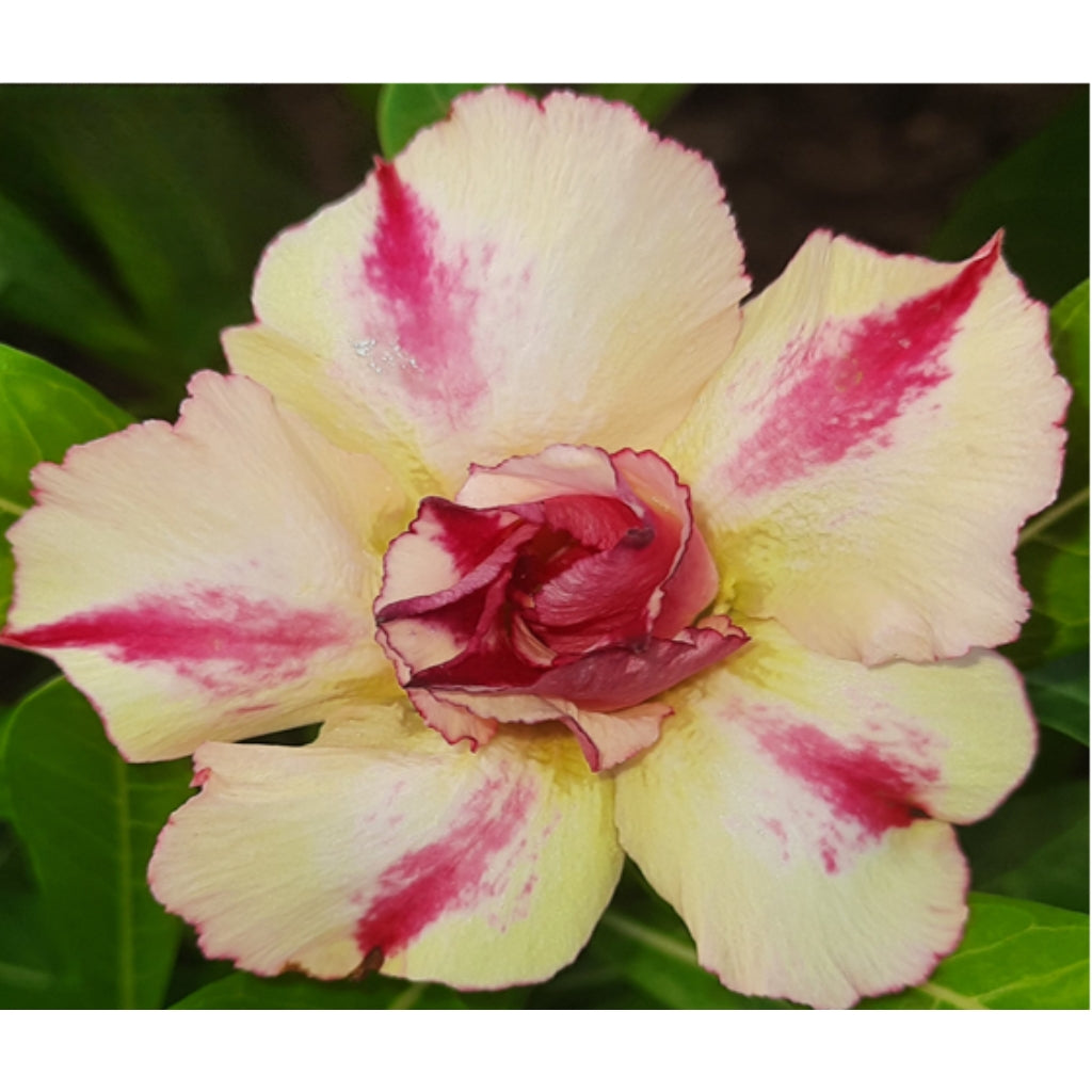 Adenium R67