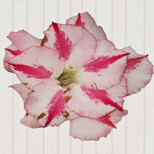 Adenium R68