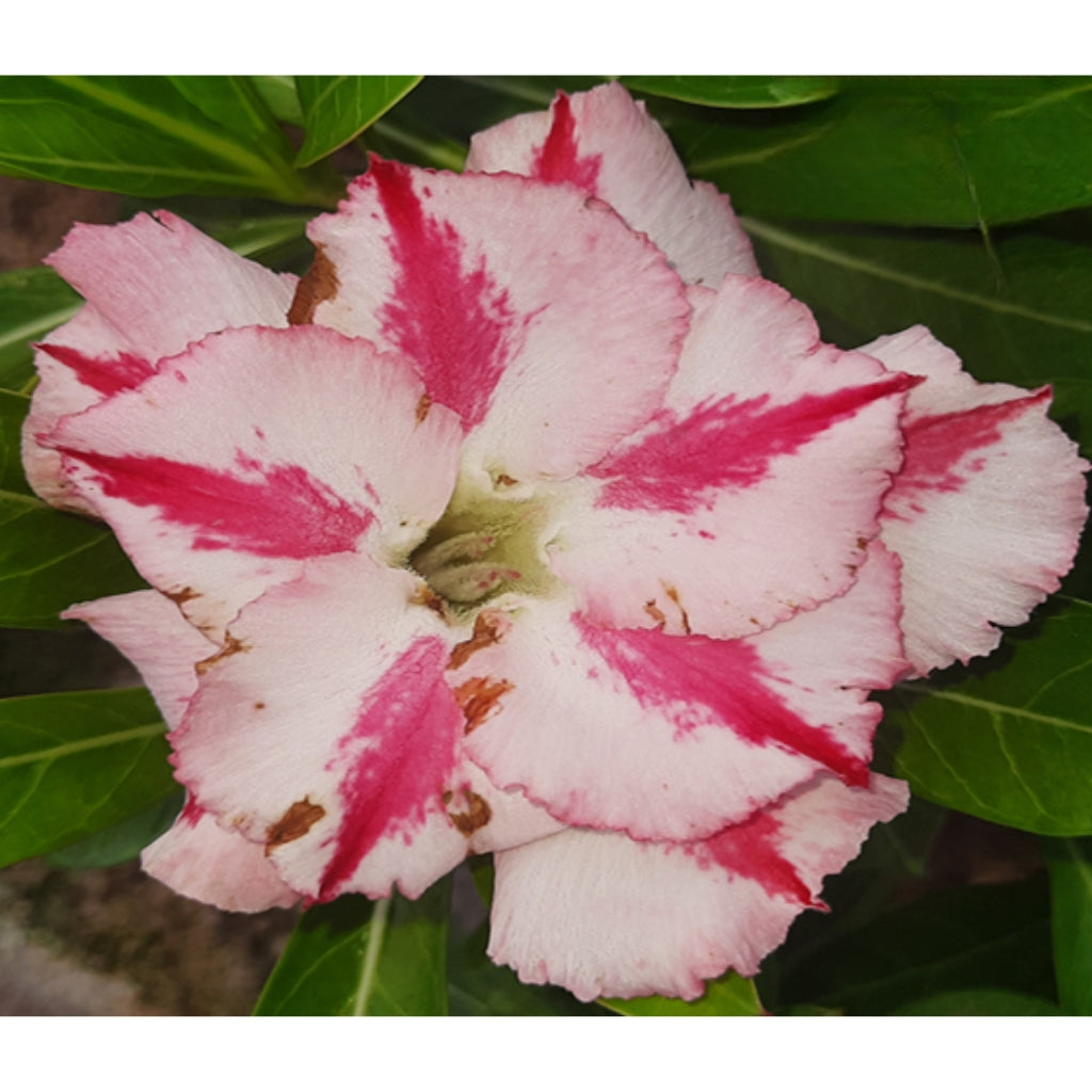 Adenium R68