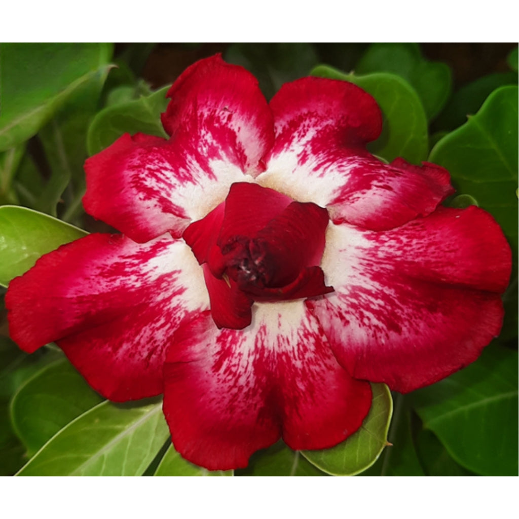 Adenium R69