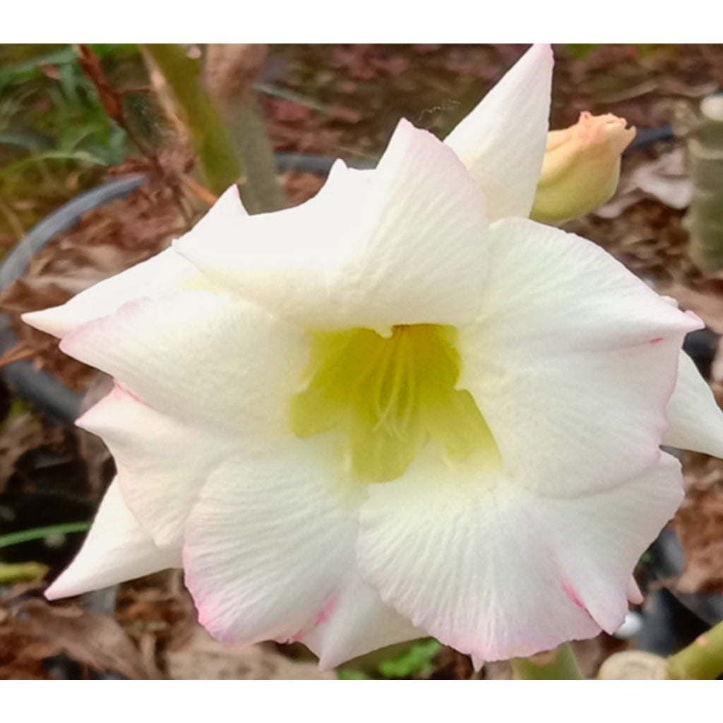 Adenium R7