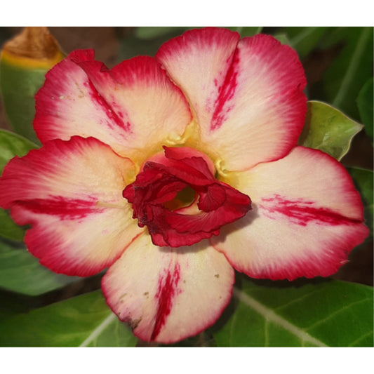 Adenium R70
