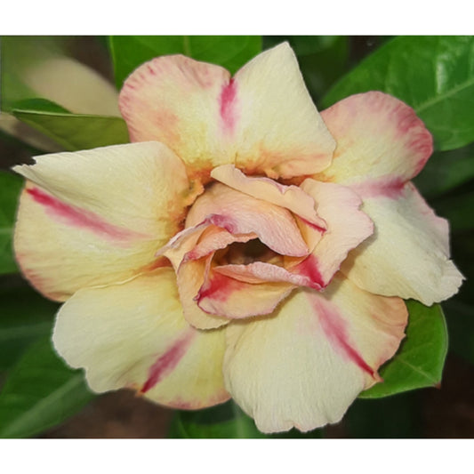 Adenium R71