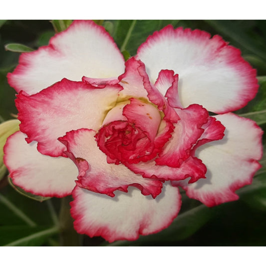 Adenium R72