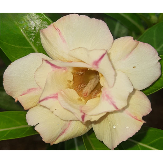 Adenium R74