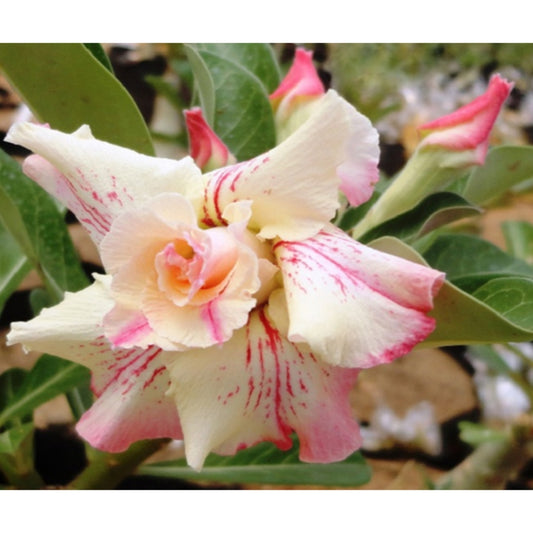 Adenium R75