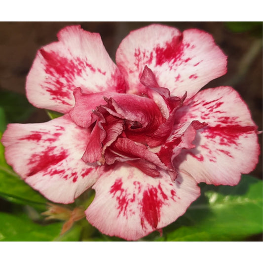 Adenium R76
