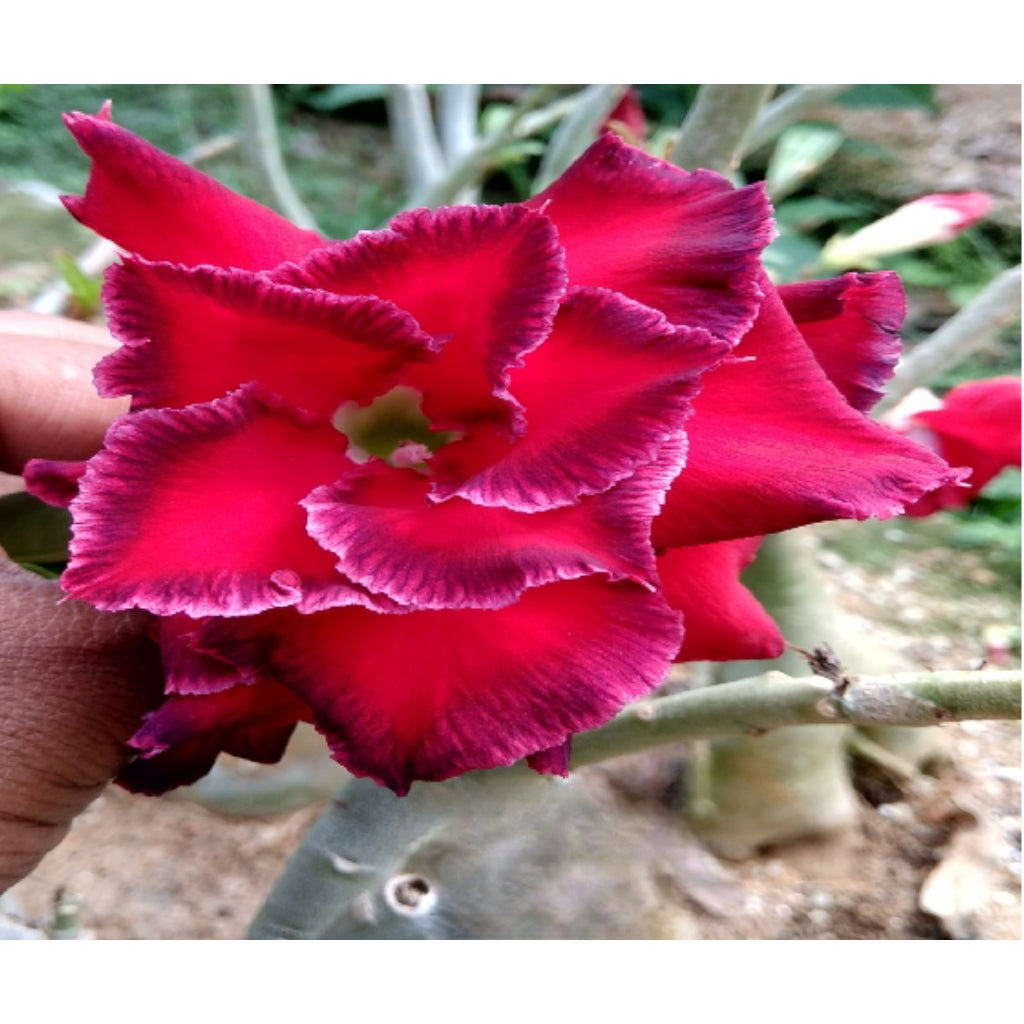 Adenium R77