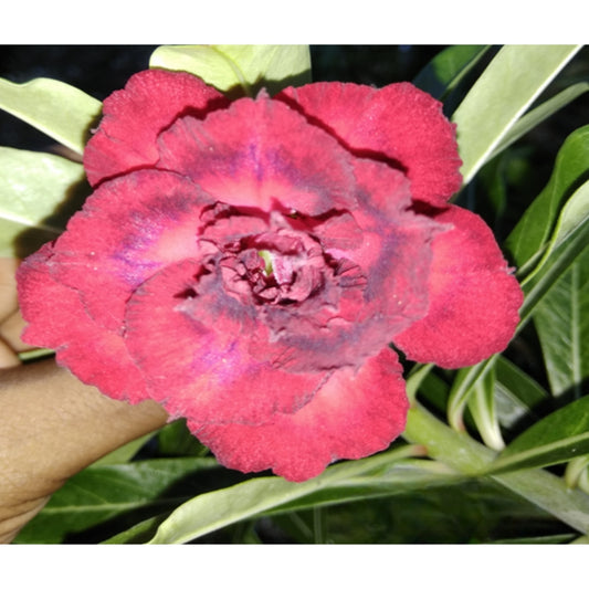 Adenium R78