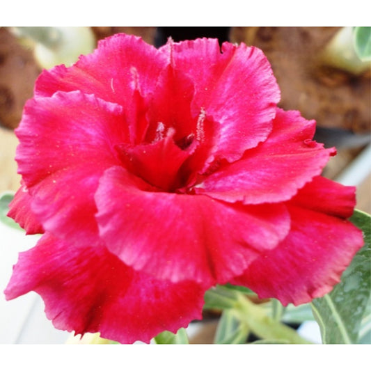 Adenium R79