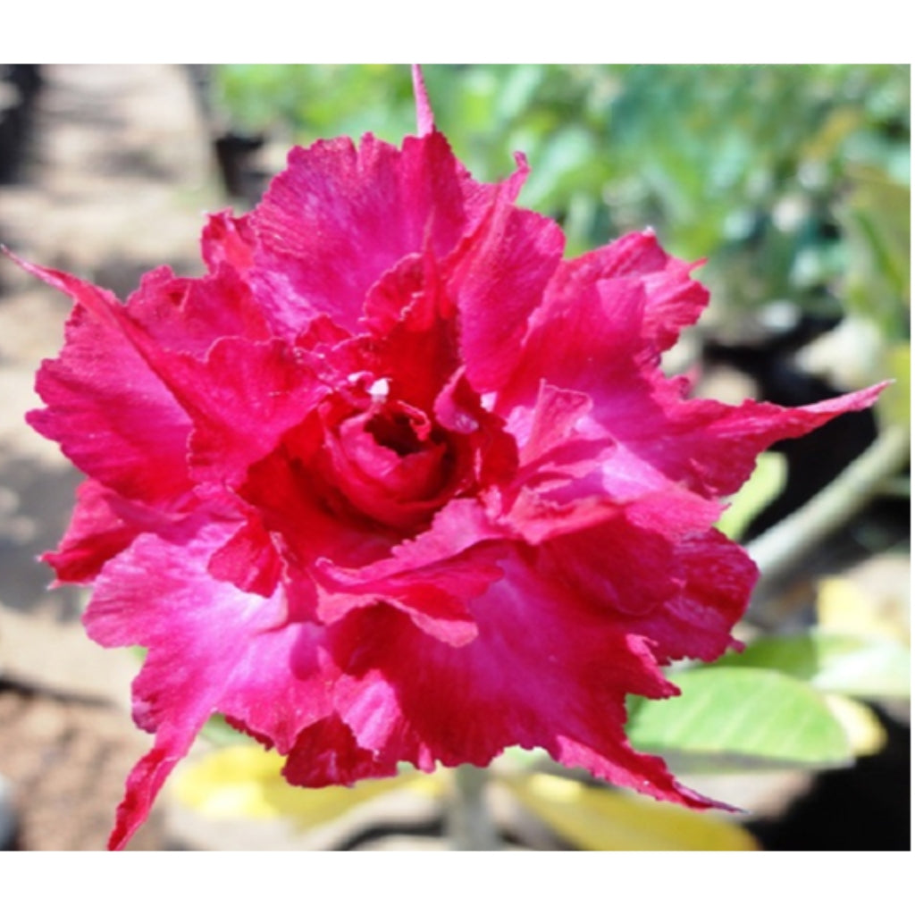 Adenium R81