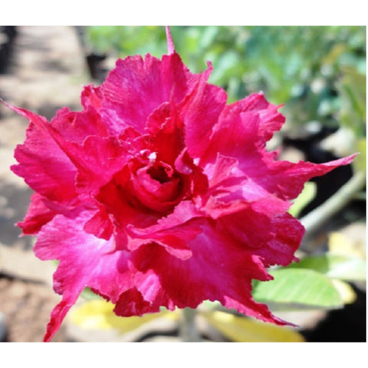 Adenium R81