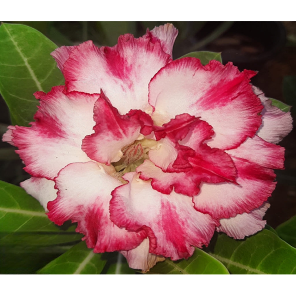 Adenium R82