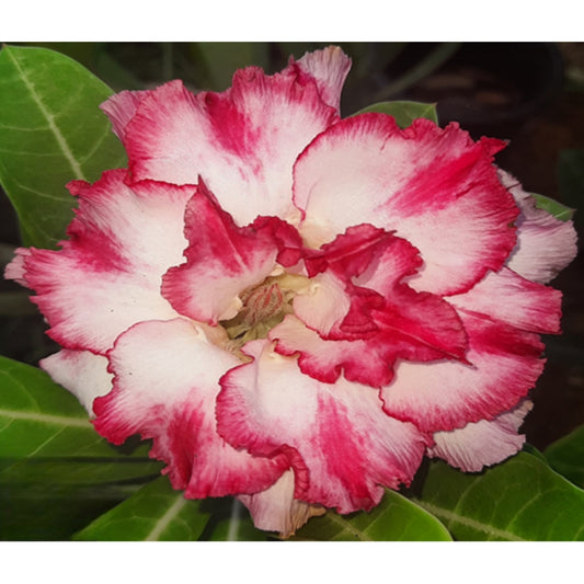 Adenium R82