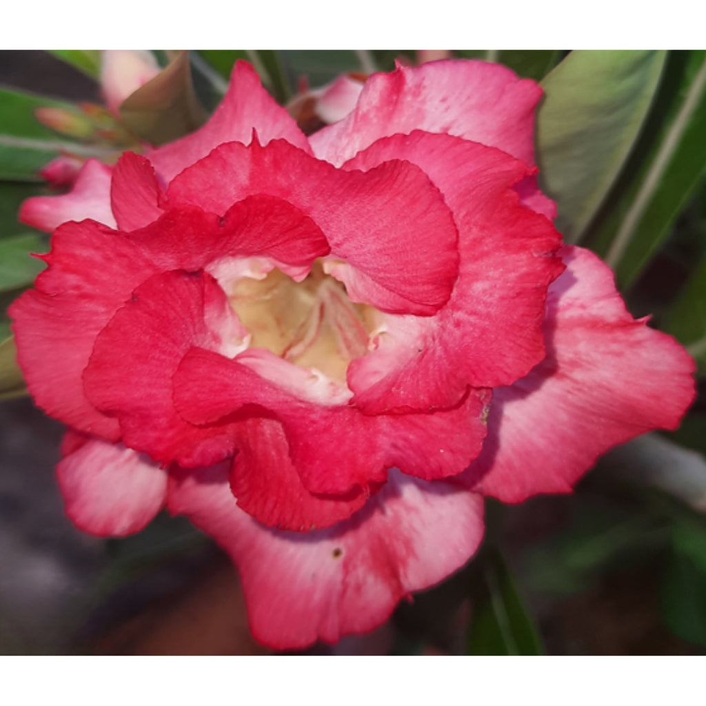 Adenium R83