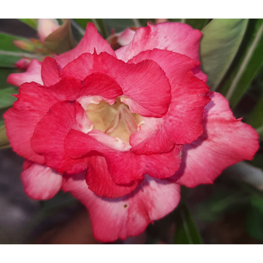 Adenium R83