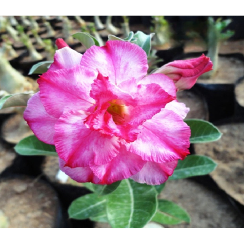 Adenium R84
