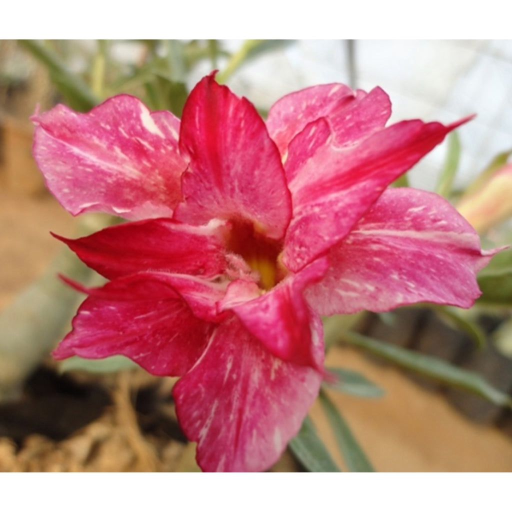 Adenium R85