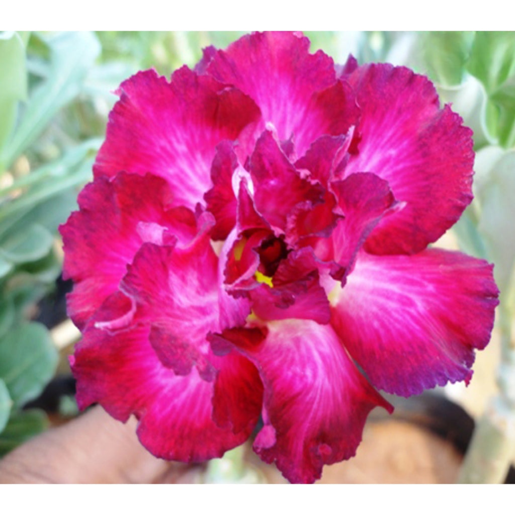 Adenium R86