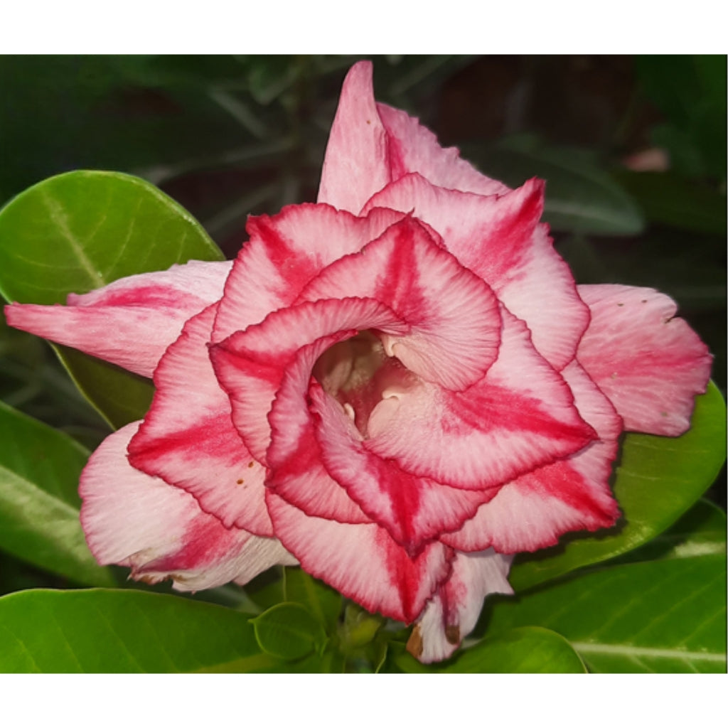 Adenium R90
