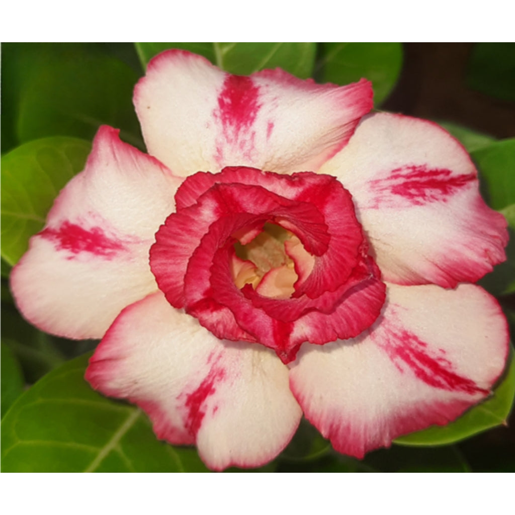 Adenium R91