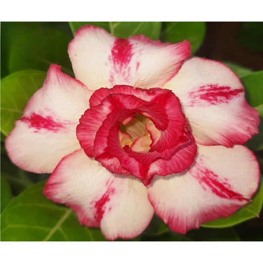 Adenium R91