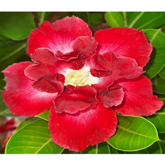 Adenium R92